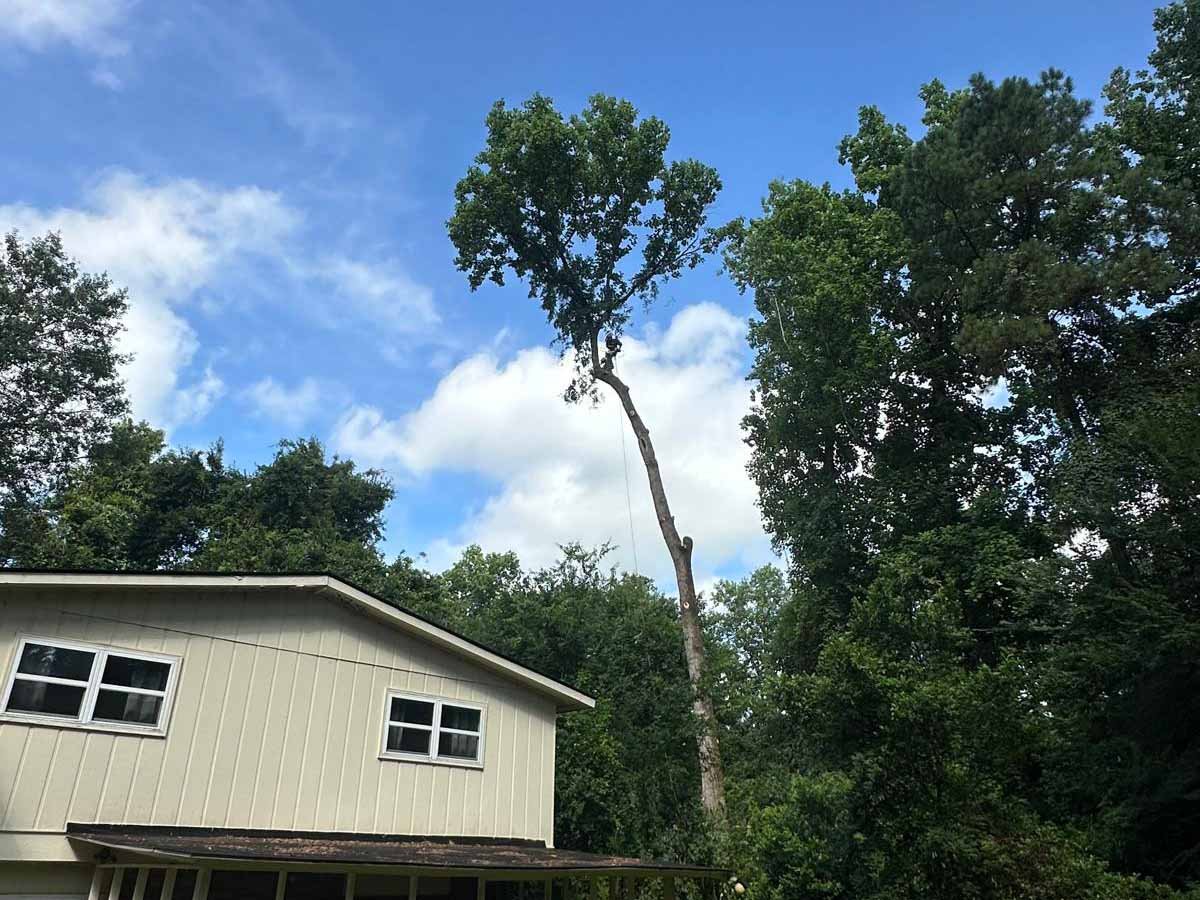 El Costeño Tree Service LLC